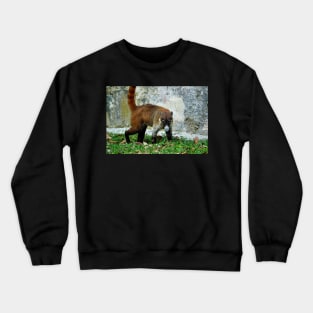 Guatemala - site archéologique de Tikal, Coatis Crewneck Sweatshirt